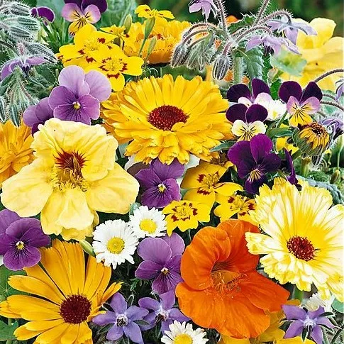 melange-de-fleurs-comestibles